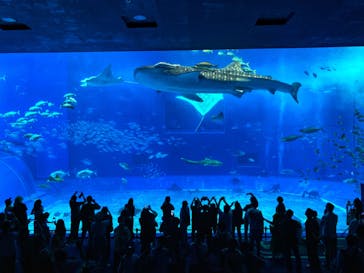 沖縄美ら海水族館に投稿された画像（2024/5/24）