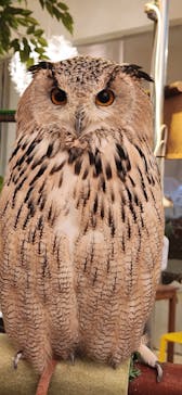 Moff animal cafe イオンモール幕張新都心店に投稿された画像（2024/5/24）