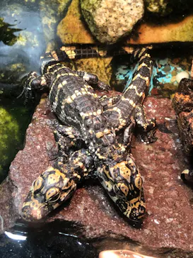 天王寺動物園に投稿された画像（2024/5/24）