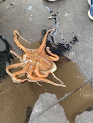 漁師からの直行便　七福丸に投稿された画像（2024/5/24）