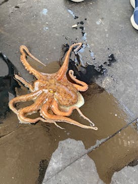 漁師からの直行便　七福丸に投稿された画像（2024/5/24）