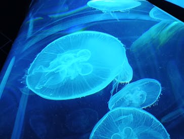 DMMかりゆし水族館に投稿された画像（2024/5/24）