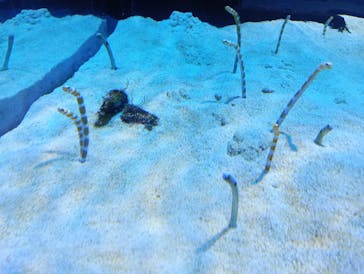 DMMかりゆし水族館に投稿された画像（2024/5/24）