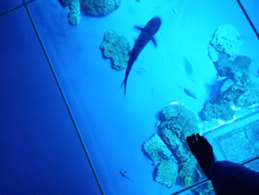 DMMかりゆし水族館に投稿された画像（2024/5/24）