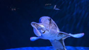 サンシャイン水族館に投稿された画像（2024/5/24）