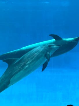 名古屋港水族館に投稿された画像（2024/5/25）