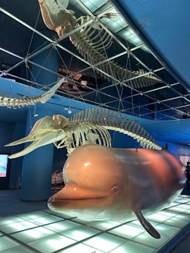 名古屋港水族館に投稿された画像（2024/5/25）