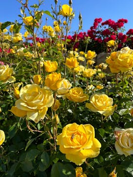 ぎふワールド・ローズガーデンに投稿された画像（2024/5/25）