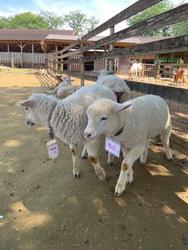 成田ゆめ牧場に投稿された画像（2024/5/25）