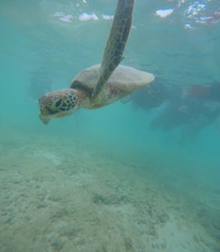 宮古島 ADVENTURE PiPi（ミヤコジマ アドベンチャー ピピ）に投稿された画像（2024/5/25）