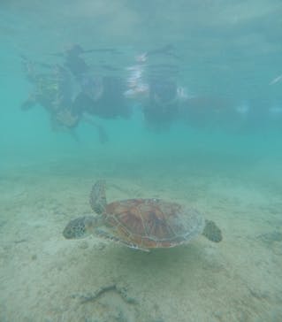 宮古島 ADVENTURE PiPi（ミヤコジマ アドベンチャー ピピ）に投稿された画像（2024/5/25）