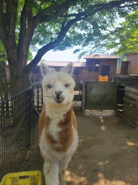 阿蘇カドリー・ドミニオンに投稿された画像（2024/5/25）