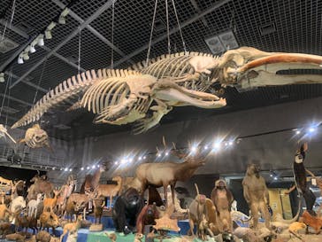 特別展「大哺乳類展３－わけてつなげて大行進」に投稿された画像（2024/5/25）