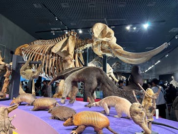 特別展「大哺乳類展３－わけてつなげて大行進」に投稿された画像（2024/5/25）