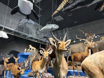 特別展「大哺乳類展３－わけてつなげて大行進」に投稿された画像（2024/5/25）