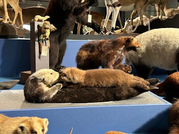 特別展「大哺乳類展３－わけてつなげて大行進」に投稿された画像（2024/5/25）