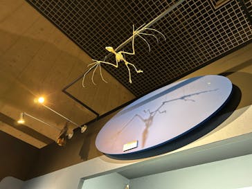 特別展「大哺乳類展３－わけてつなげて大行進」に投稿された画像（2024/5/25）