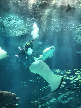 マリンワールド海の中道に投稿された画像（2024/5/25）