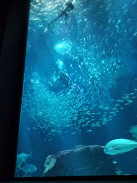 マリンワールド海の中道に投稿された画像（2024/5/25）