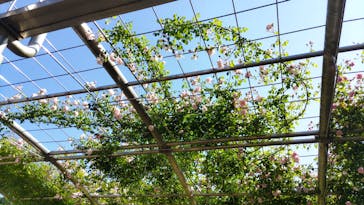 ぎふワールド・ローズガーデンに投稿された画像（2024/5/25）