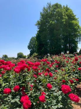 いばらきフラワーパークに投稿された画像（2024/5/25）