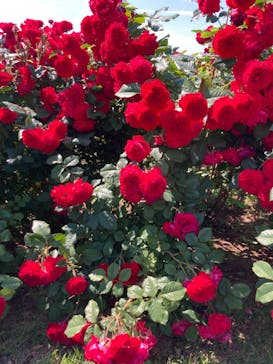 いばらきフラワーパークに投稿された画像（2024/5/25）