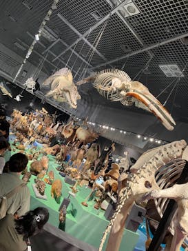 特別展「大哺乳類展３－わけてつなげて大行進」に投稿された画像（2024/5/25）