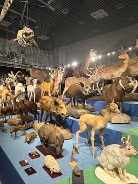 特別展「大哺乳類展３－わけてつなげて大行進」に投稿された画像（2024/5/25）