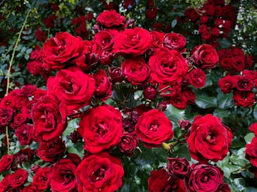 横浜イングリッシュガーデンに投稿された画像（2024/5/25）