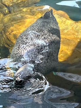 しながわ水族館に投稿された画像（2024/5/25）