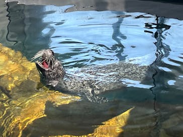 しながわ水族館に投稿された画像（2024/5/25）