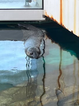 しながわ水族館に投稿された画像（2024/5/25）