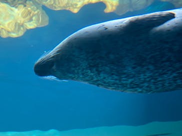 しながわ水族館に投稿された画像（2024/5/25）