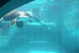 名古屋港水族館に投稿された画像（2024/5/25）