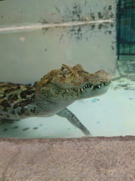 熱川バナナワニ園に投稿された画像（2024/5/25）