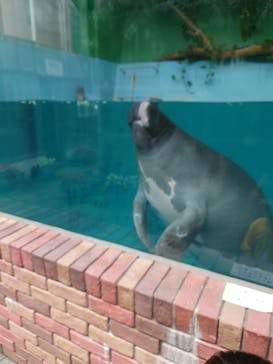 熱川バナナワニ園に投稿された画像（2024/5/25）