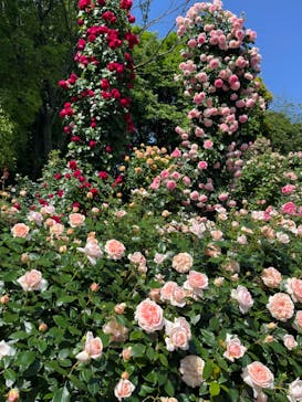 京成バラ園に投稿された画像（2024/5/25）