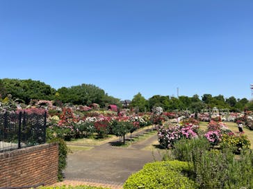 京成バラ園に投稿された画像（2024/5/25）