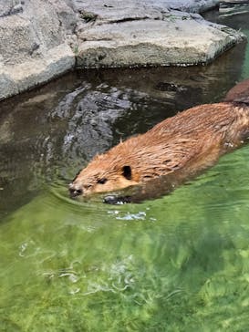 NIFREL（ニフレル）に投稿された画像（2024/5/25）