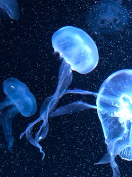 AOAO SAPPOROに投稿された画像（2024/5/25）