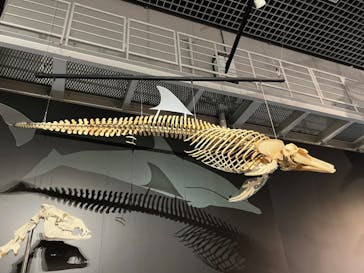 特別展「大哺乳類展３－わけてつなげて大行進」に投稿された画像（2024/5/25）