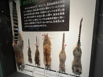 特別展「大哺乳類展３－わけてつなげて大行進」に投稿された画像（2024/5/25）