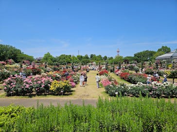 京成バラ園に投稿された画像（2024/5/25）