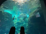 新江ノ島水族館に投稿された画像（2024/5/25）