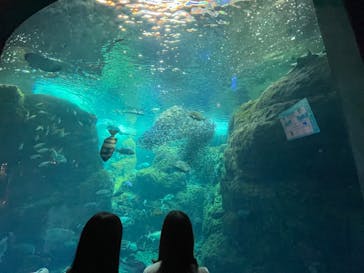 新江ノ島水族館に投稿された画像（2024/5/25）