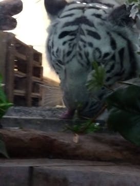 NIFREL（ニフレル）に投稿された画像（2024/5/25）