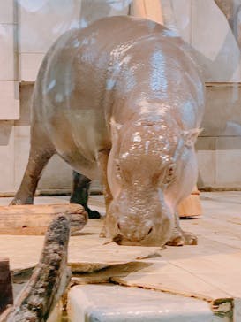 NIFREL（ニフレル）に投稿された画像（2024/5/25）