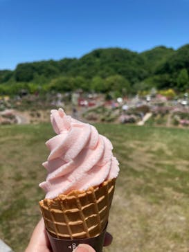 ぎふワールド・ローズガーデンに投稿された画像（2024/5/25）