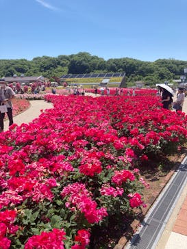 ぎふワールド・ローズガーデンに投稿された画像（2024/5/25）