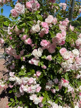 ぎふワールド・ローズガーデンに投稿された画像（2024/5/25）